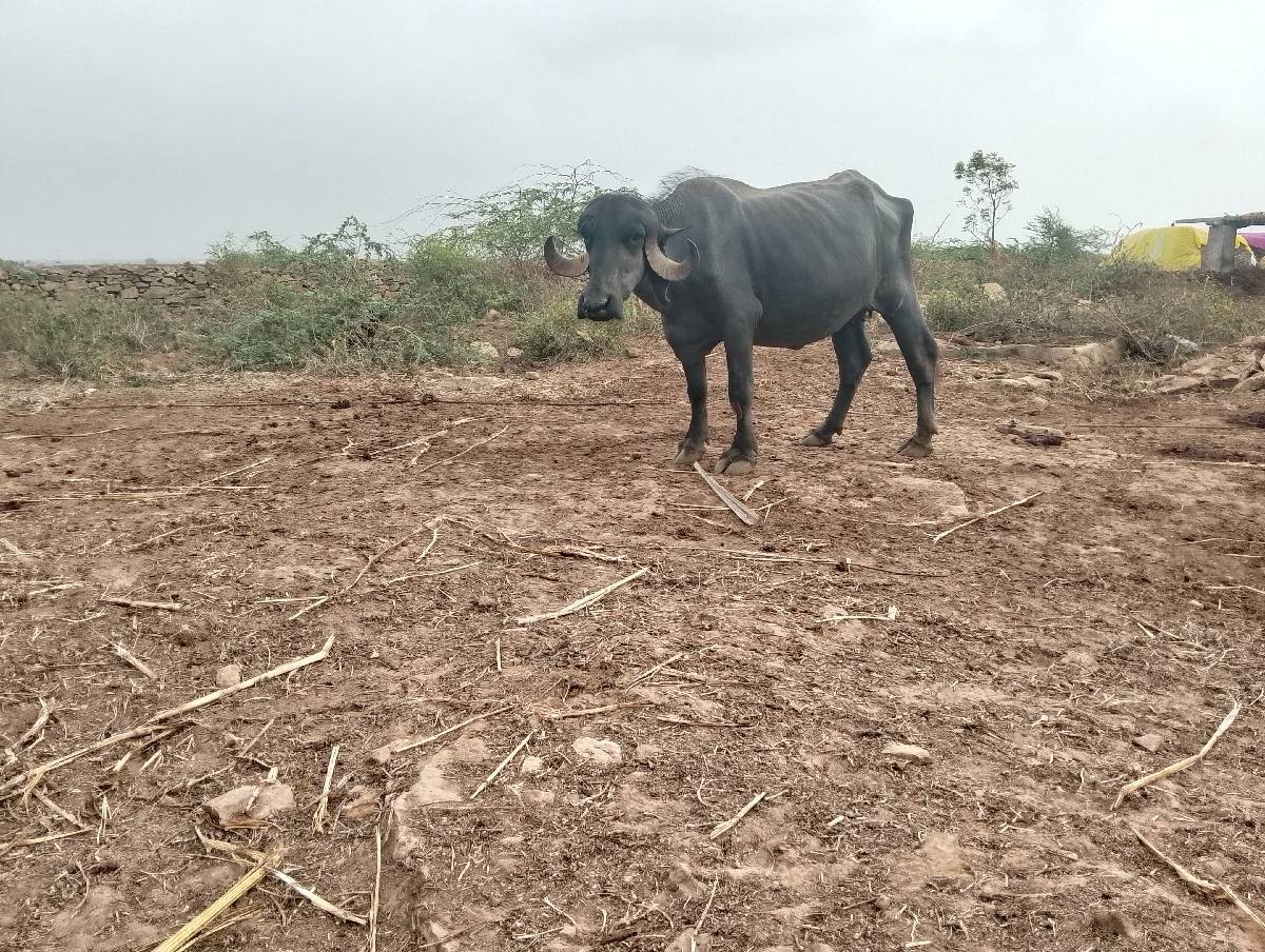 ભેંસ વેચવાની છે