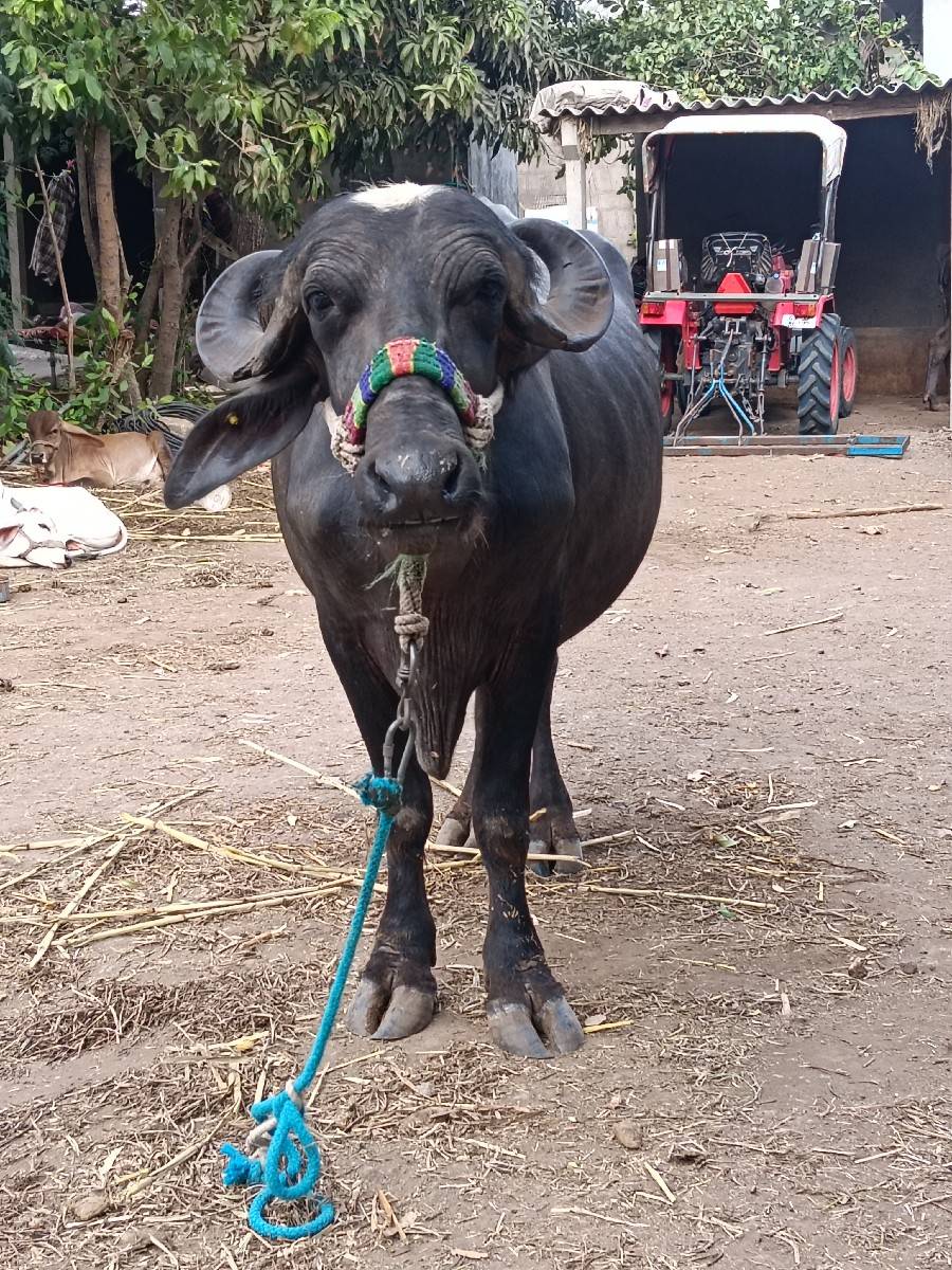 ખરેડી વેચવાની છે