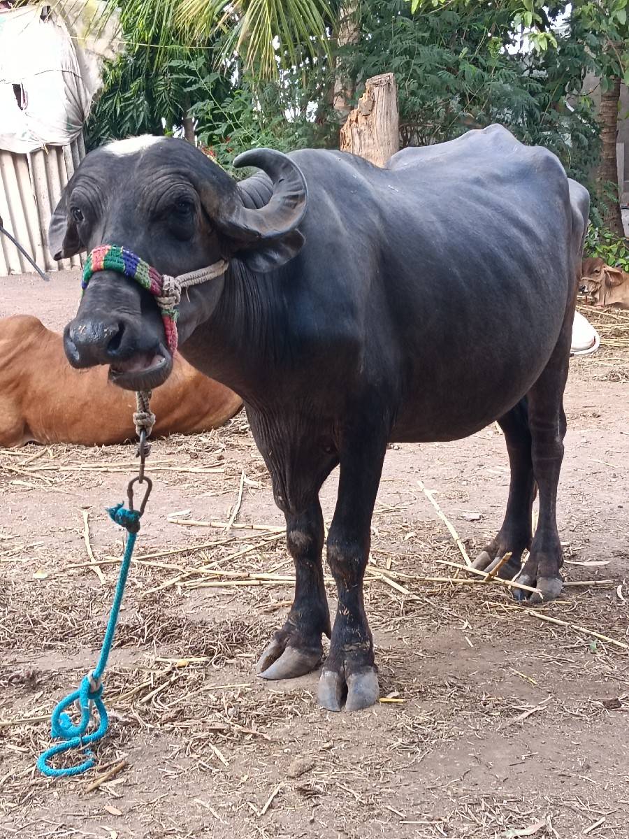 ખરેડી વેચવાની છે