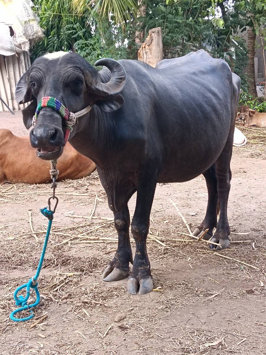 ખરેડી વેચવાની છે