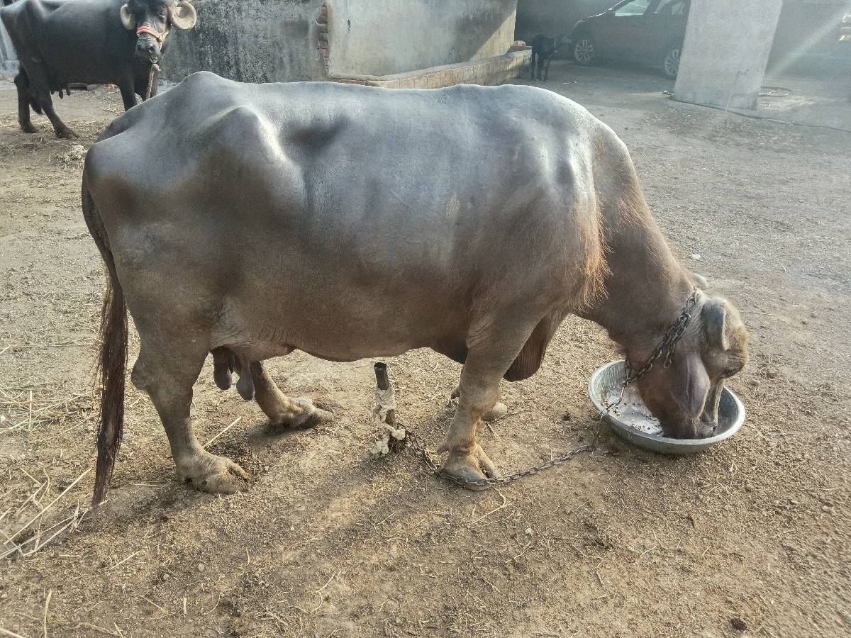 भेशवेशवानीशे 5 वेतरवीयाणीशे