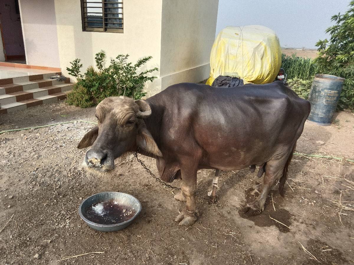 भेशवेशवानीशे 5 वेतरवीयाणीशे