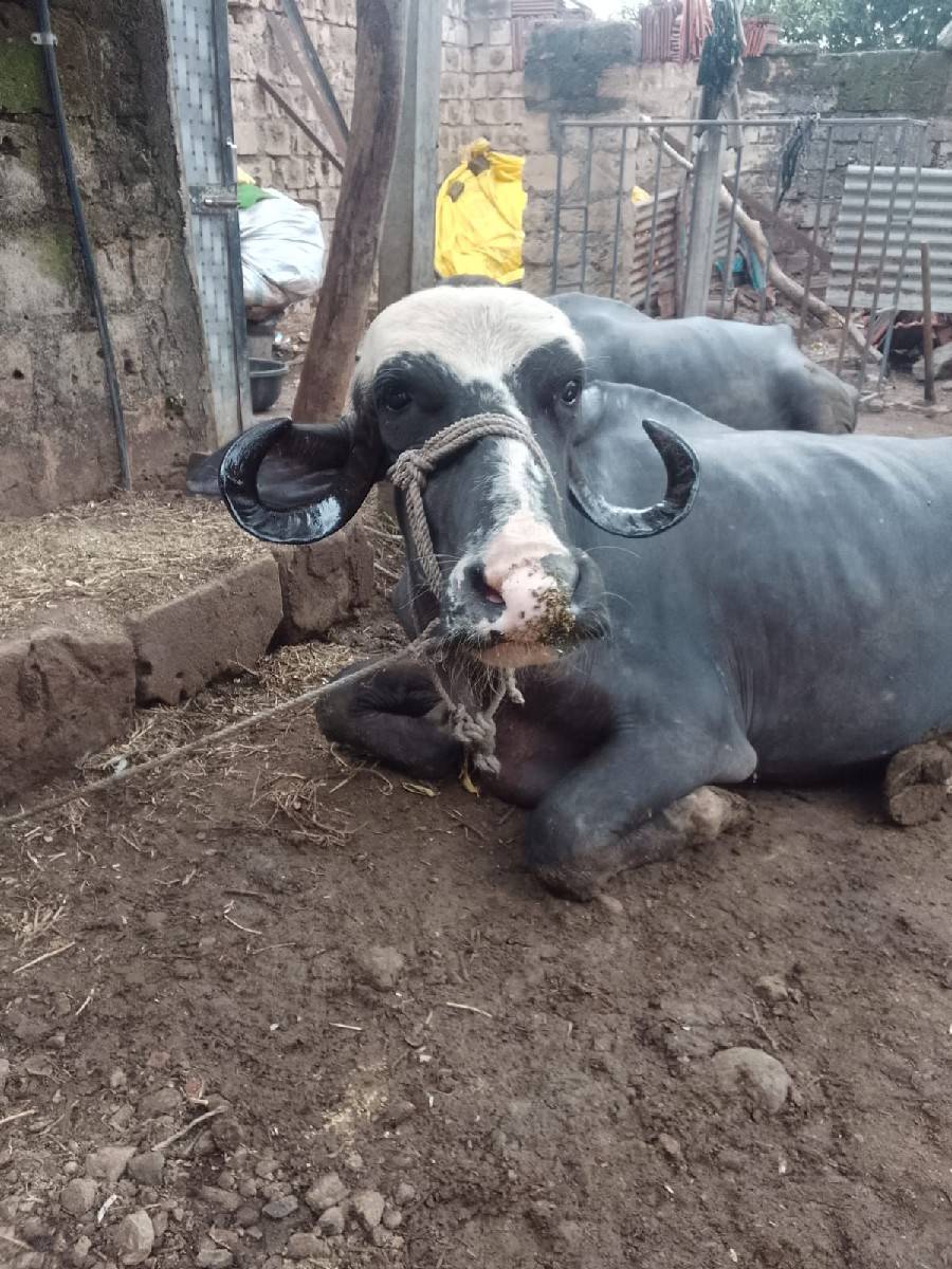 વેચવાની સે
