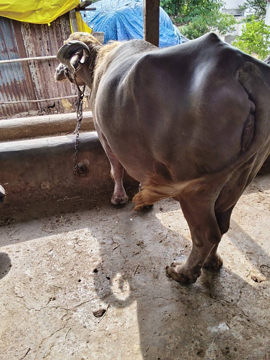 ભેંસ વેચવાની છે