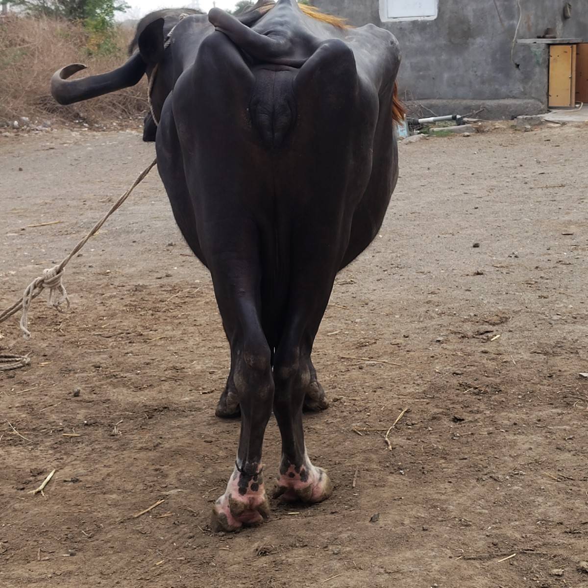 ભેંસ વેચવાની છે