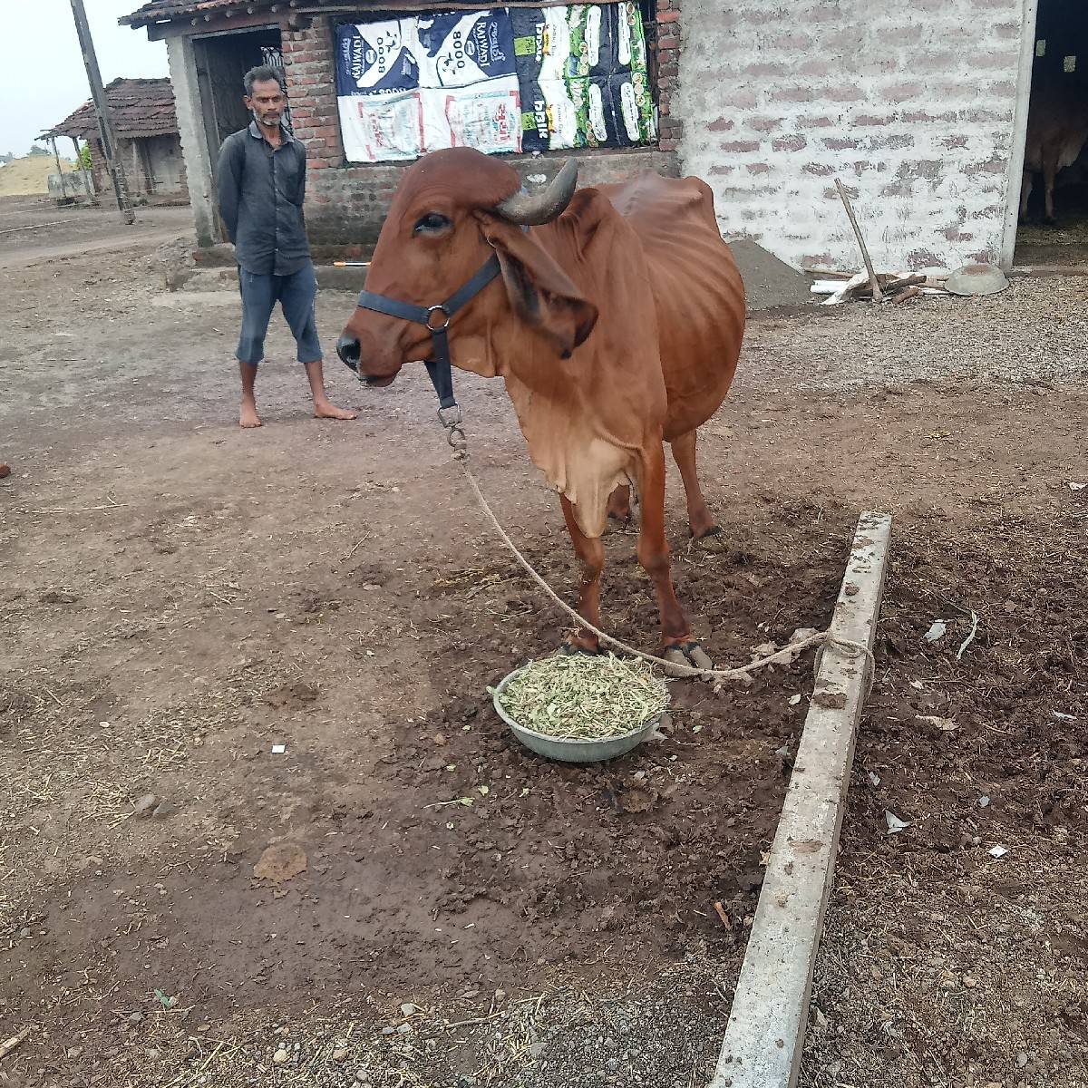 આ ગાય વેસવાની