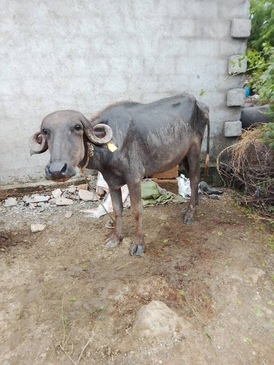 પાડી વેચવાની છે