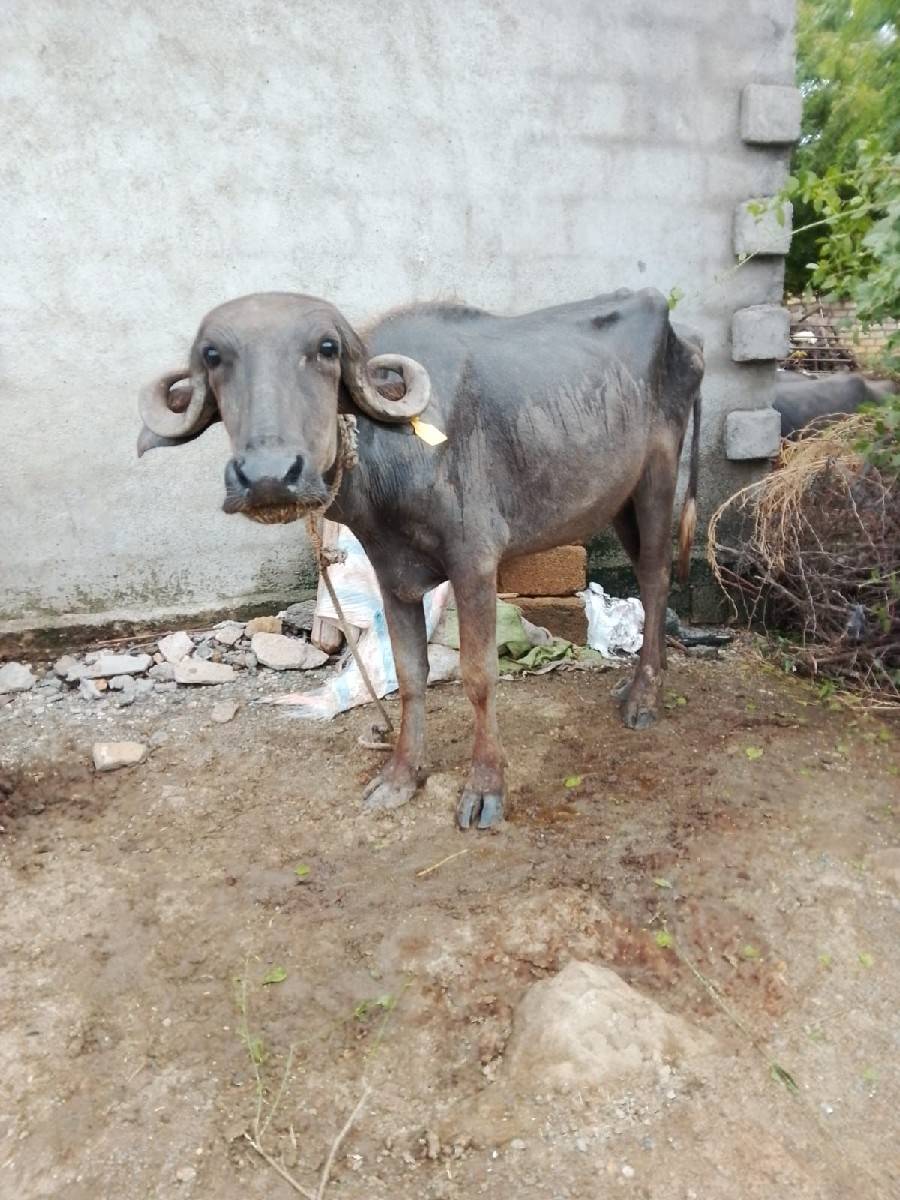 પાડી વેચવાની છે