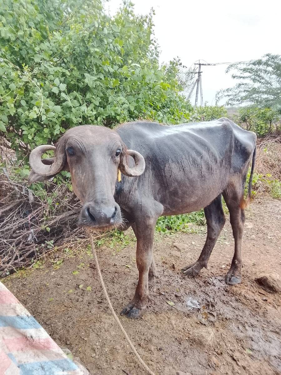 પાડી વેચવાની છે