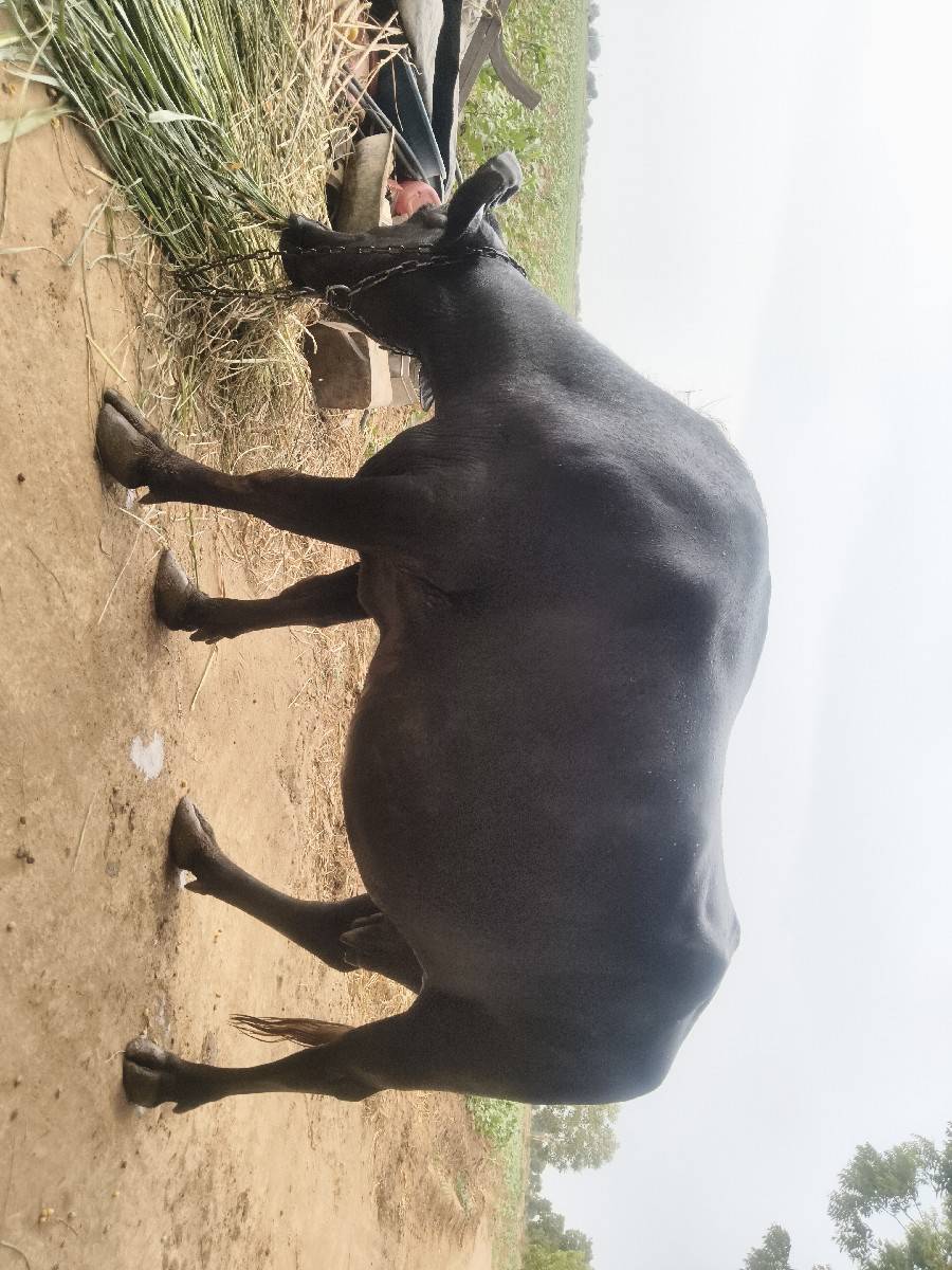 બન્ની ભેંસ વેચવાની છે