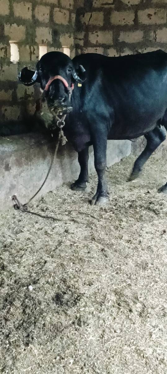 ખડાઈ વેચવાની છે