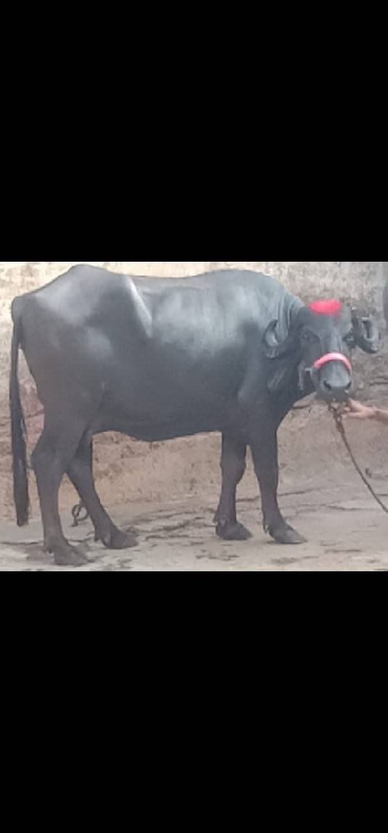 ભેંસ વેચવાનું છે 2 છે