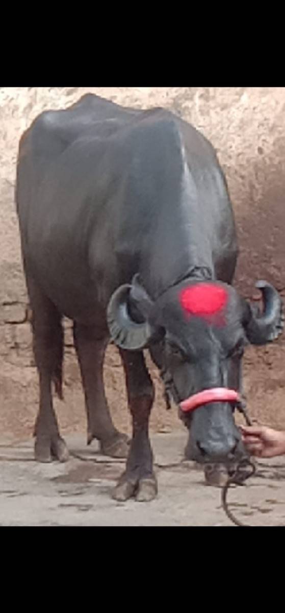 ભેંસ વેચવાનું છે 2 છે
