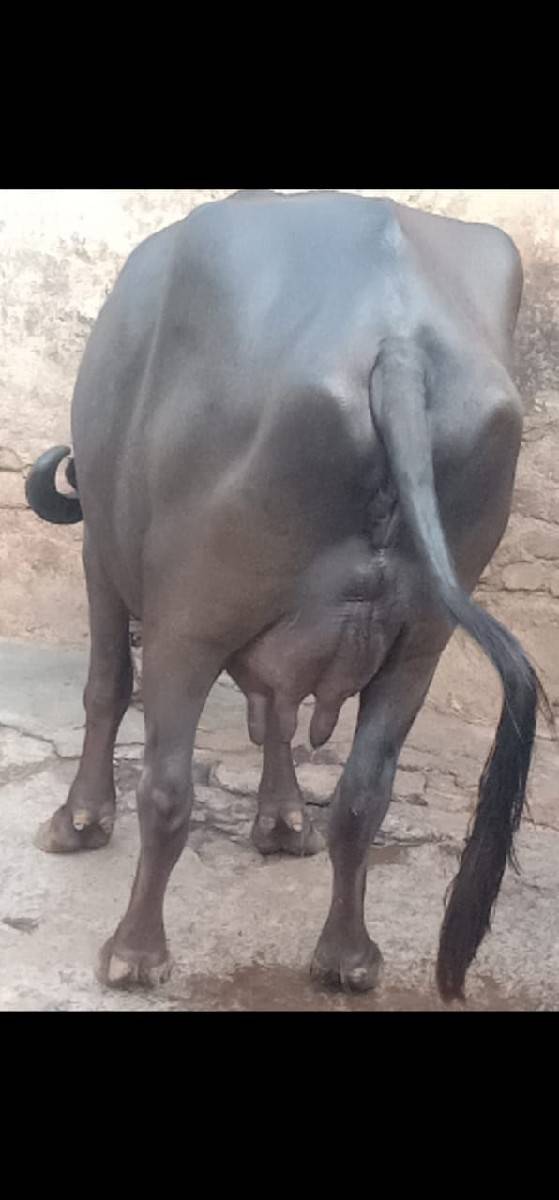 ભેંસ વેચવાનું છે 2 છે