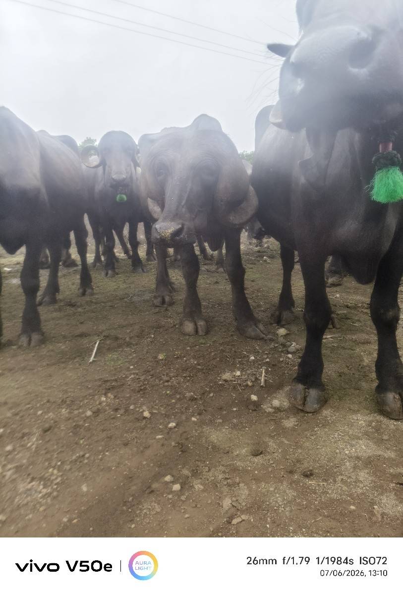 પાડો