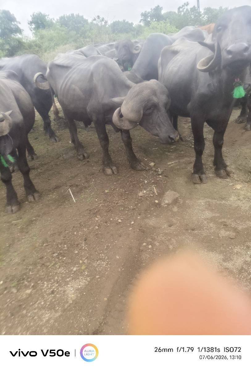 પાડો