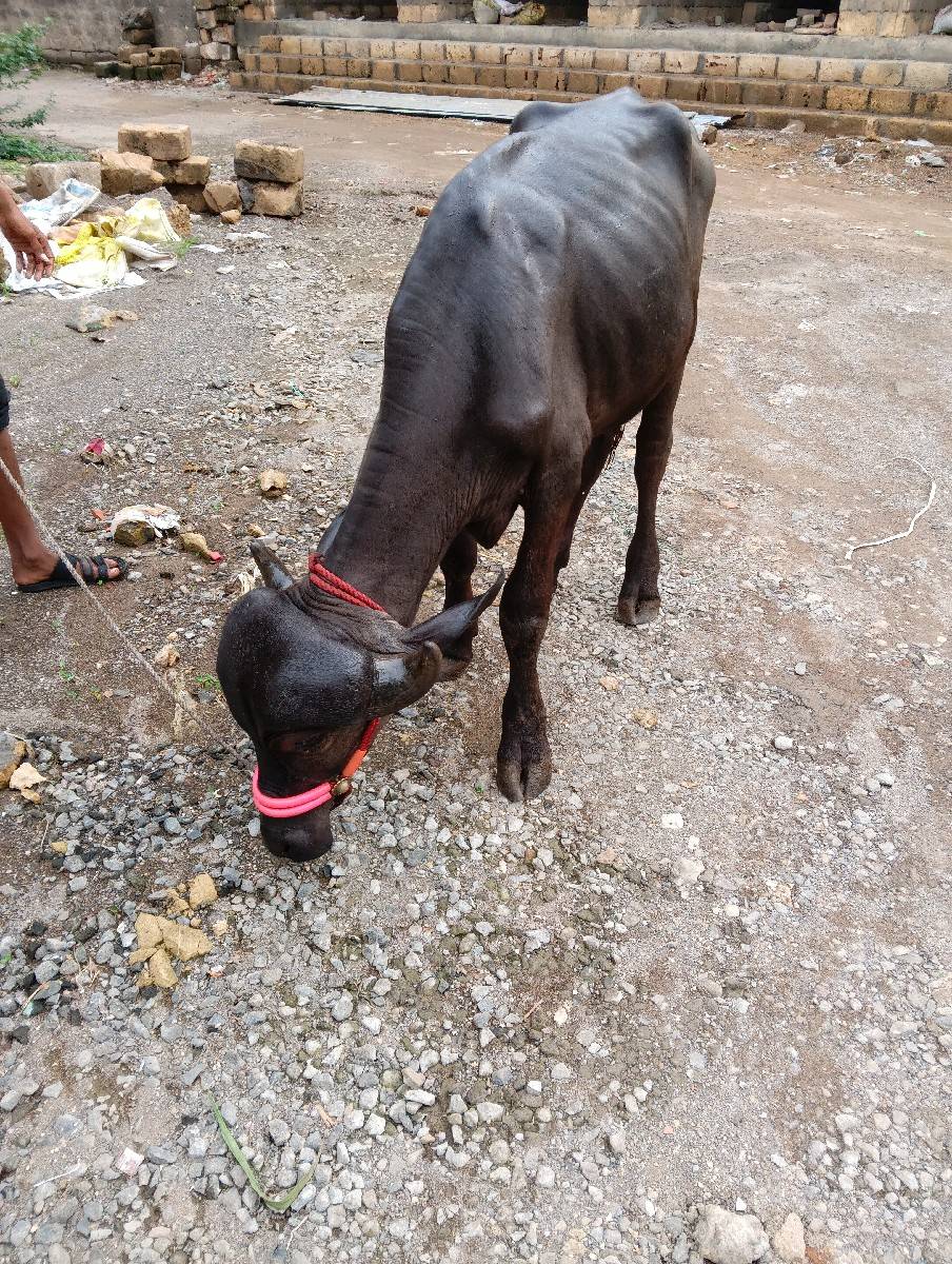 ઓરિજનલ જાફરાબાદી ખડેલી છે