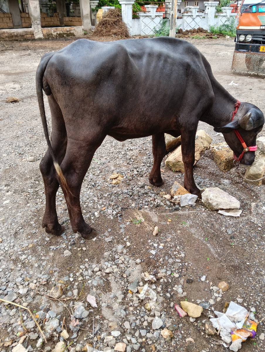 ઓરિજનલ જાફરાબાદી ખડેલી છે