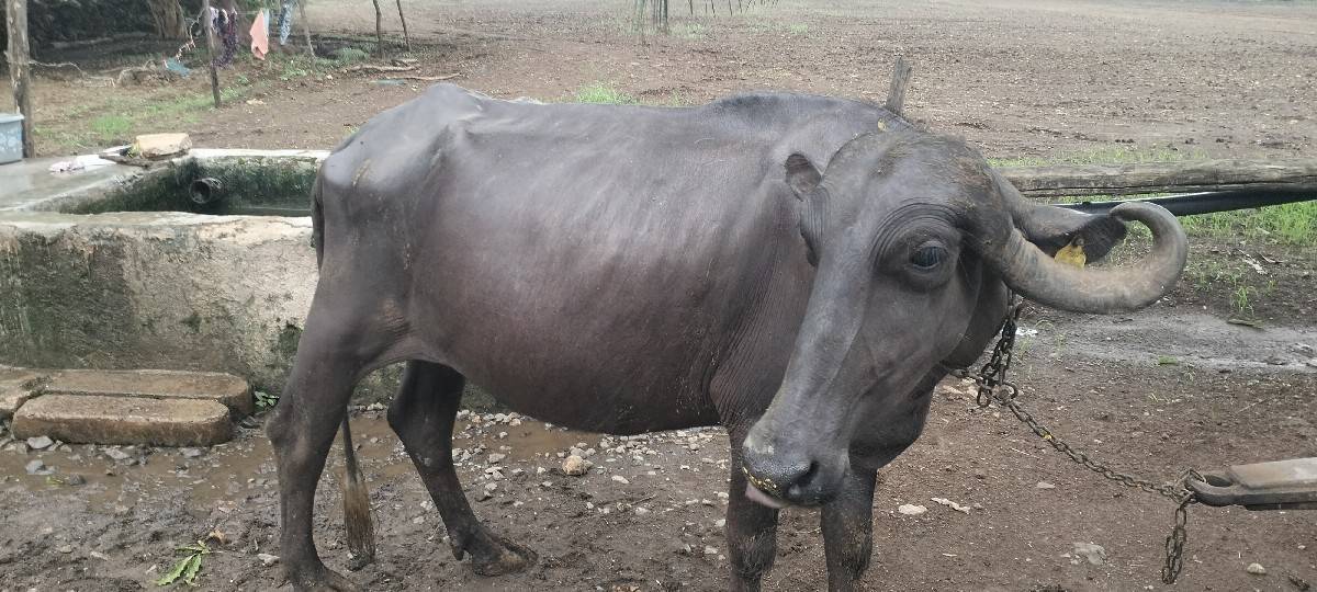 આ ખડેલું વેચવાનું છે
