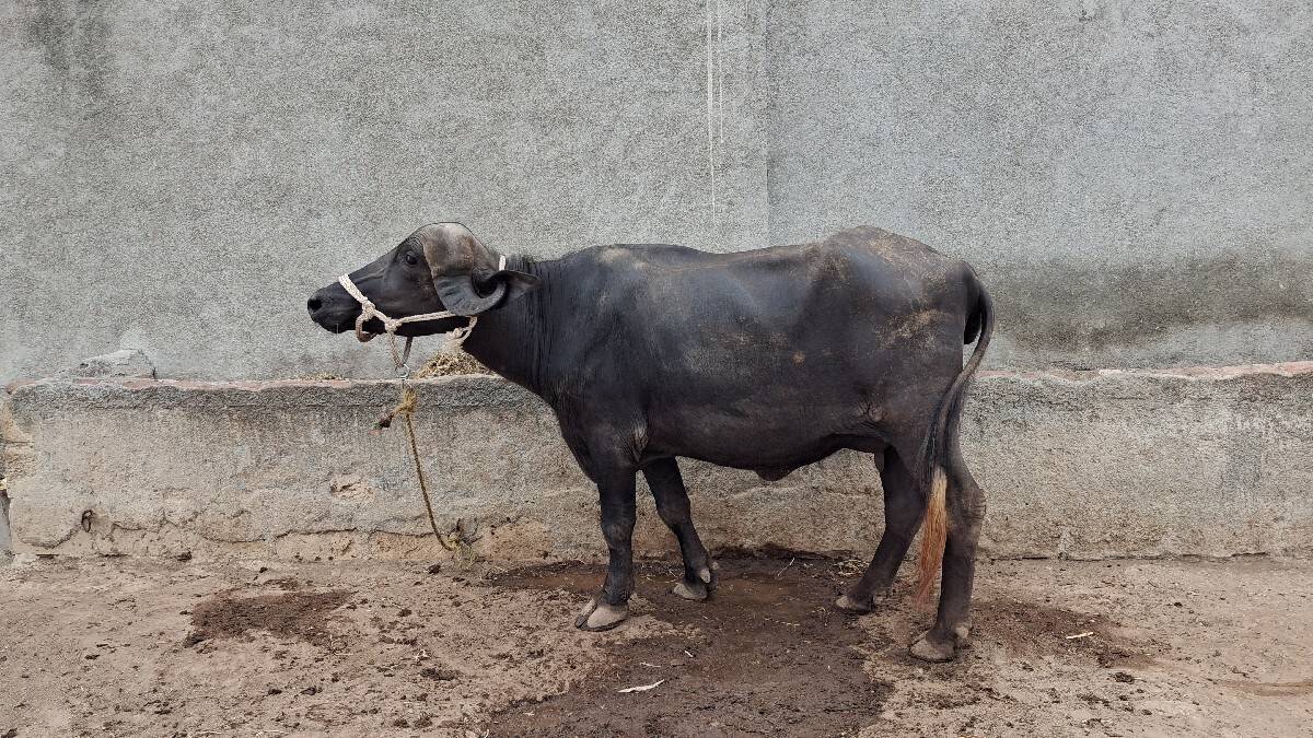 ખડેલી વેચવાની છે