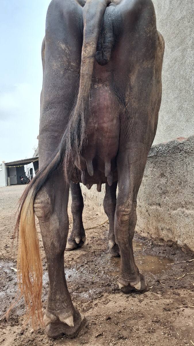 ખડેલી વેચવાની છે