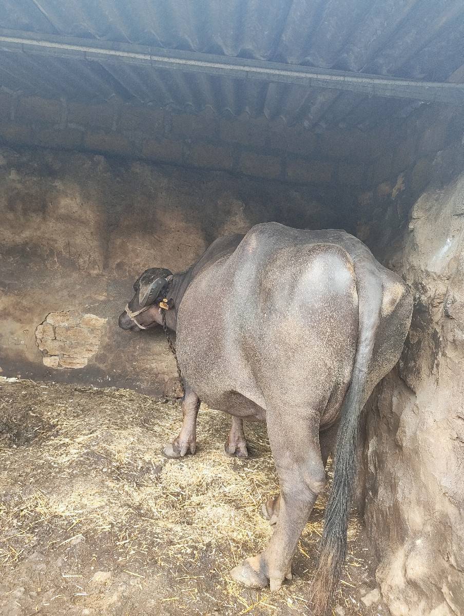 ભેંસ વેશવાની છે.