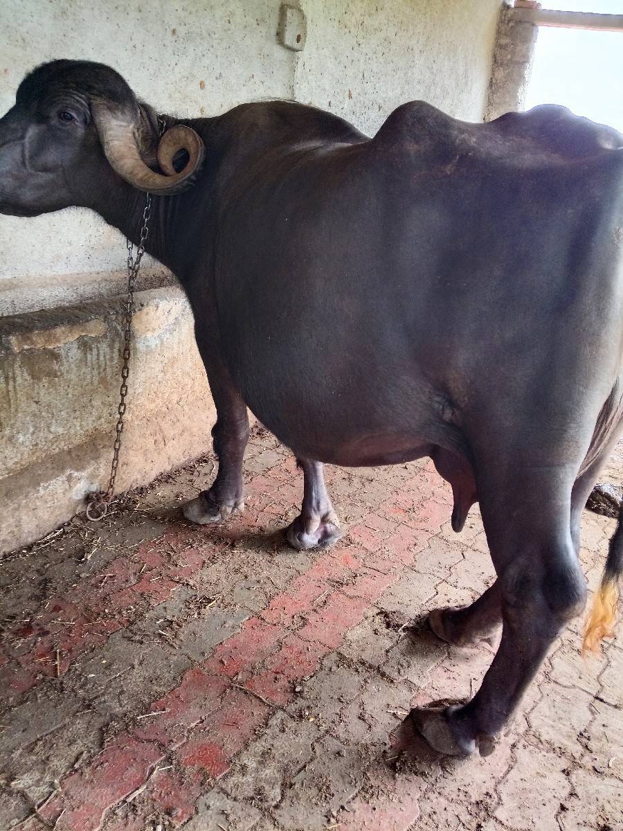 ભેંસ વેચવાની છે