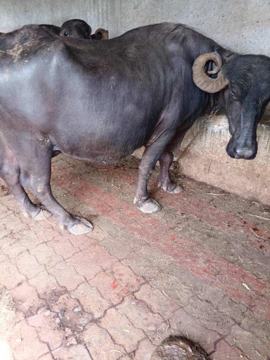 ભેંસ વેચવાની છે