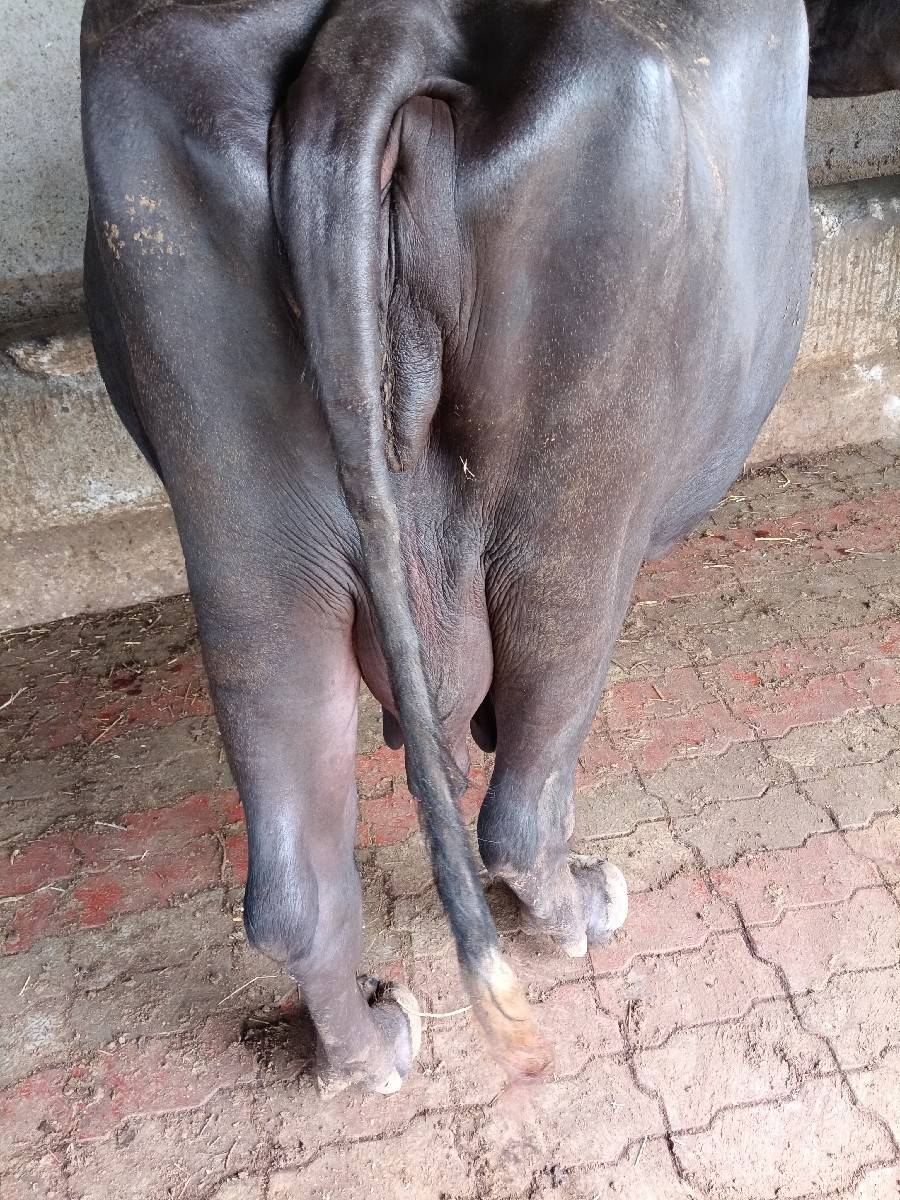 ભેંસ વેચવાની છે