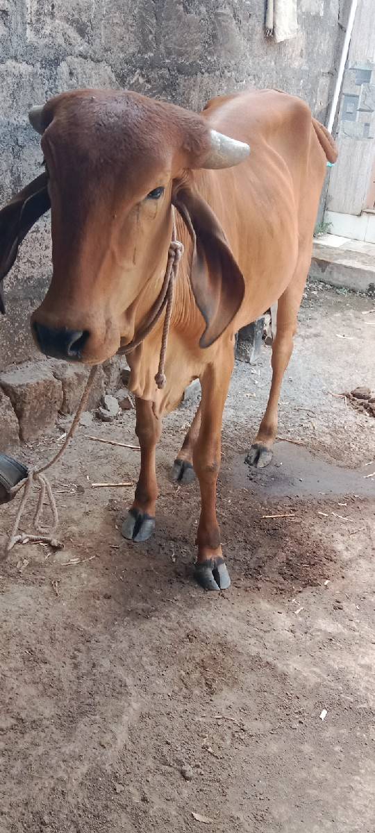 પાડી 2 વષૅ ની . વાશડી 2.5 વષૅ