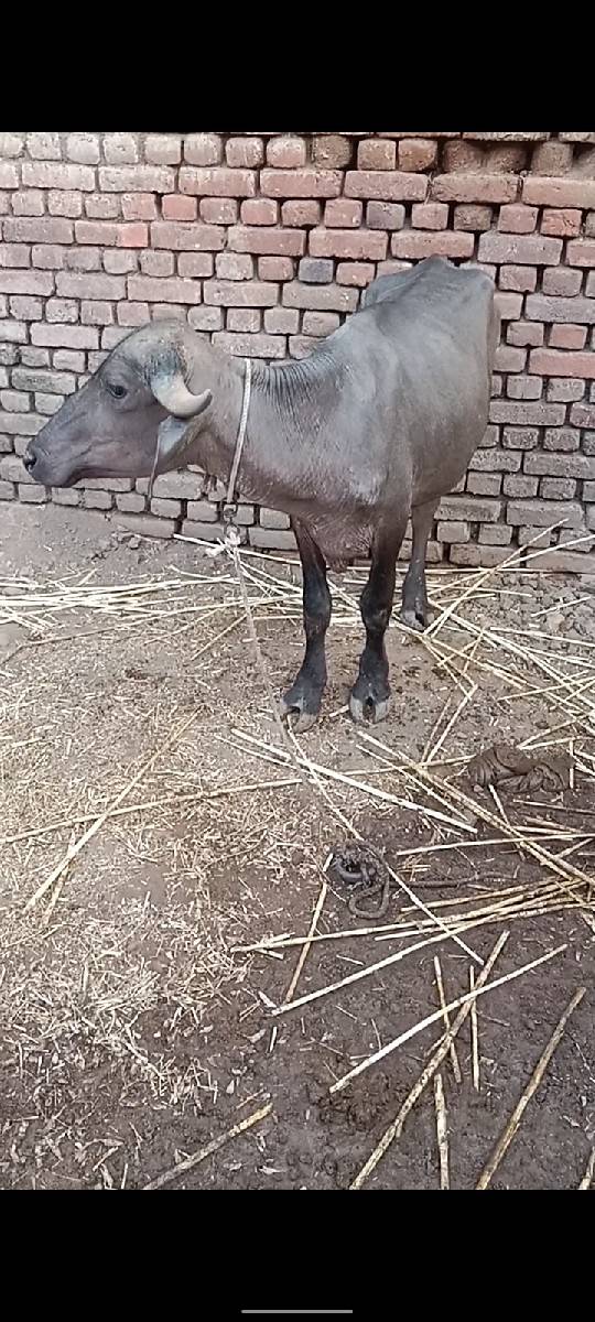 પાડી 2 વષૅ ની . વાશડી 2.5 વષૅ