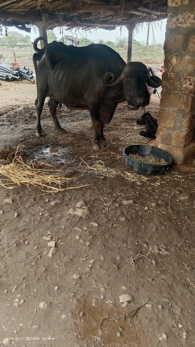 ભેંસ વેચવાની છે