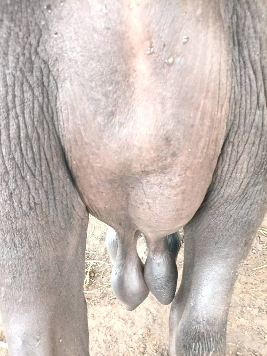 ભેંસ વેચવાની છે