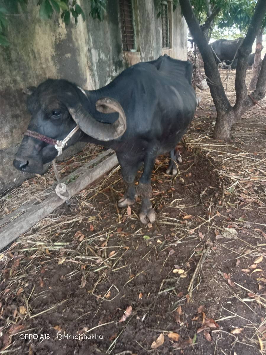આઠ મહિના ની ગાભણી