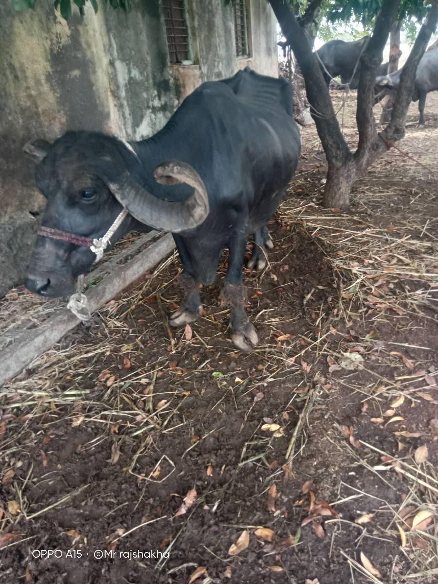 આઠ મહિના ની ગાભણી