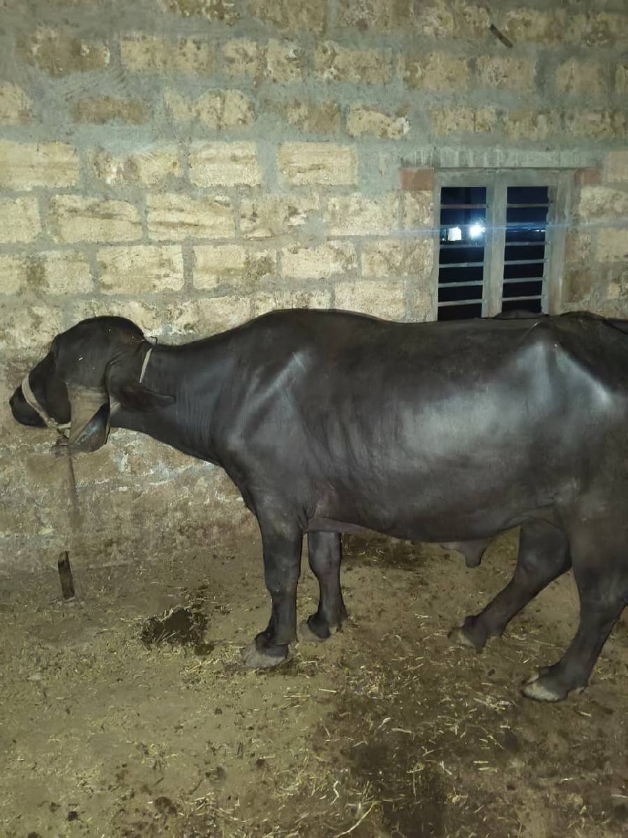 પાડો