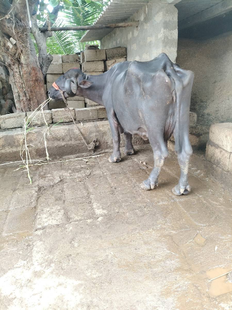 ભેંસ વેચવાની છે