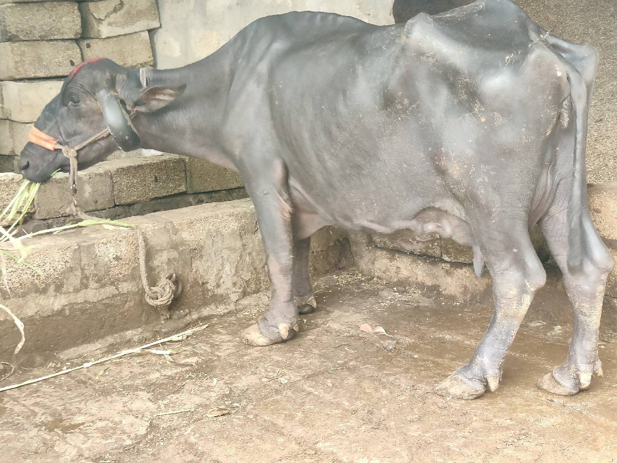 ભેંસ વેચવાની છે