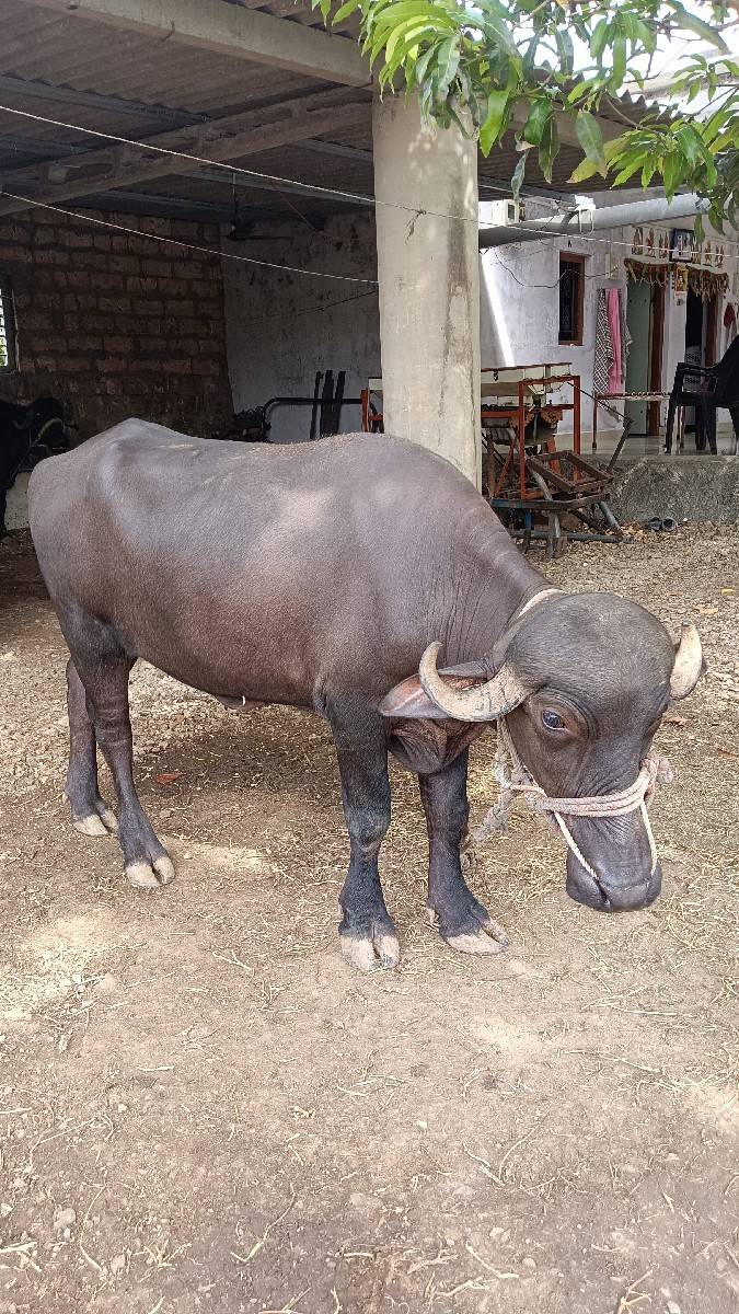 ખડેલી છે