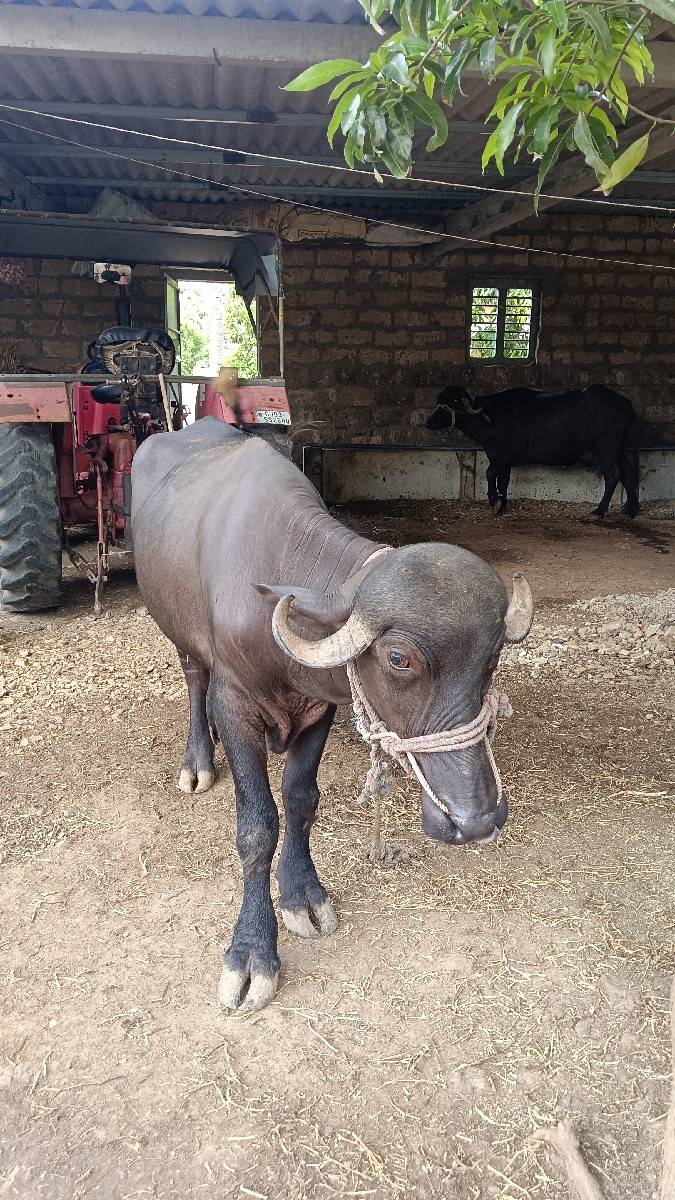 ખડેલી છે