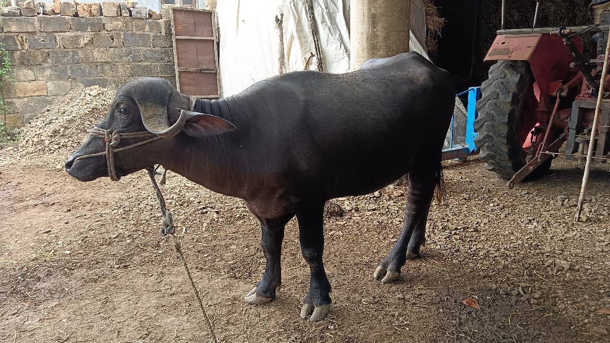 ખડેલી છે