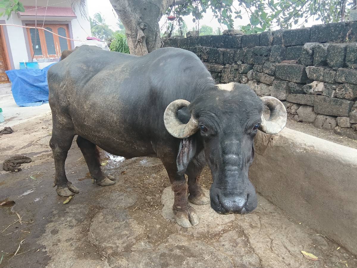 આ ભેંસ વેશવાની છે
