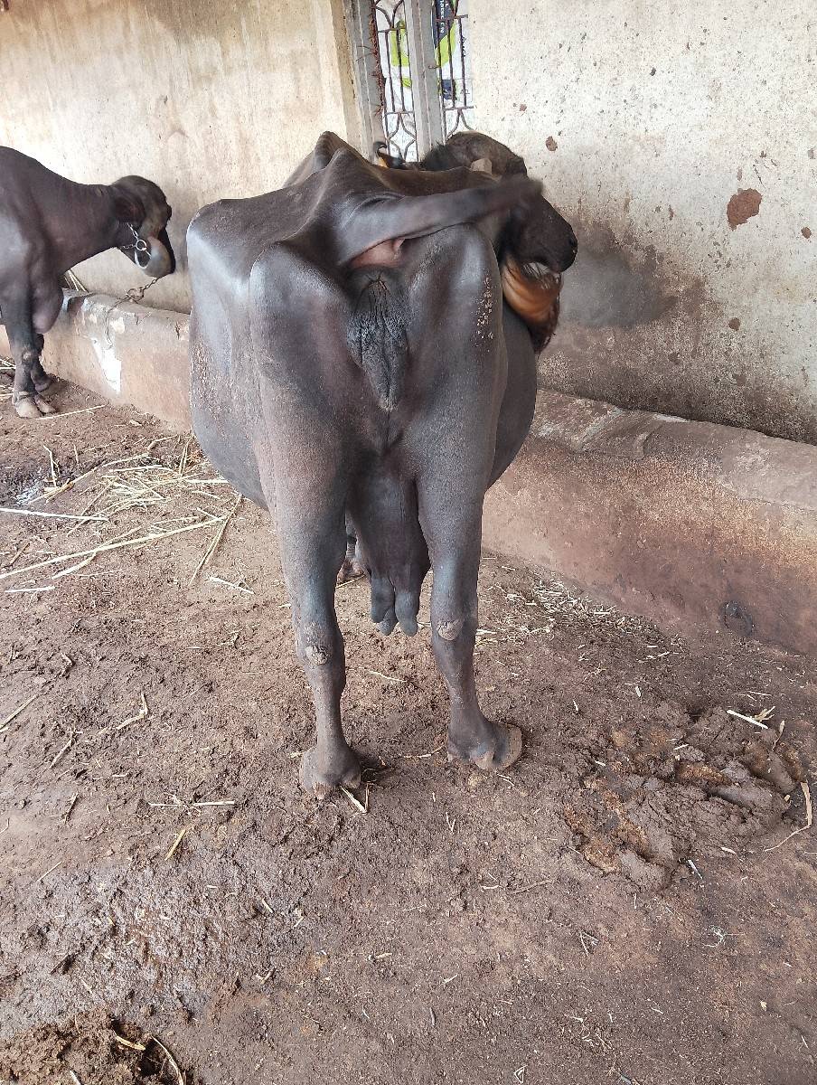 ભેંસ વેસવાનીછે