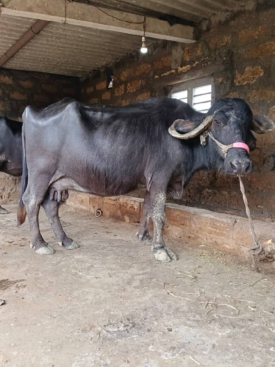 ભેંસ વેચવાની છે