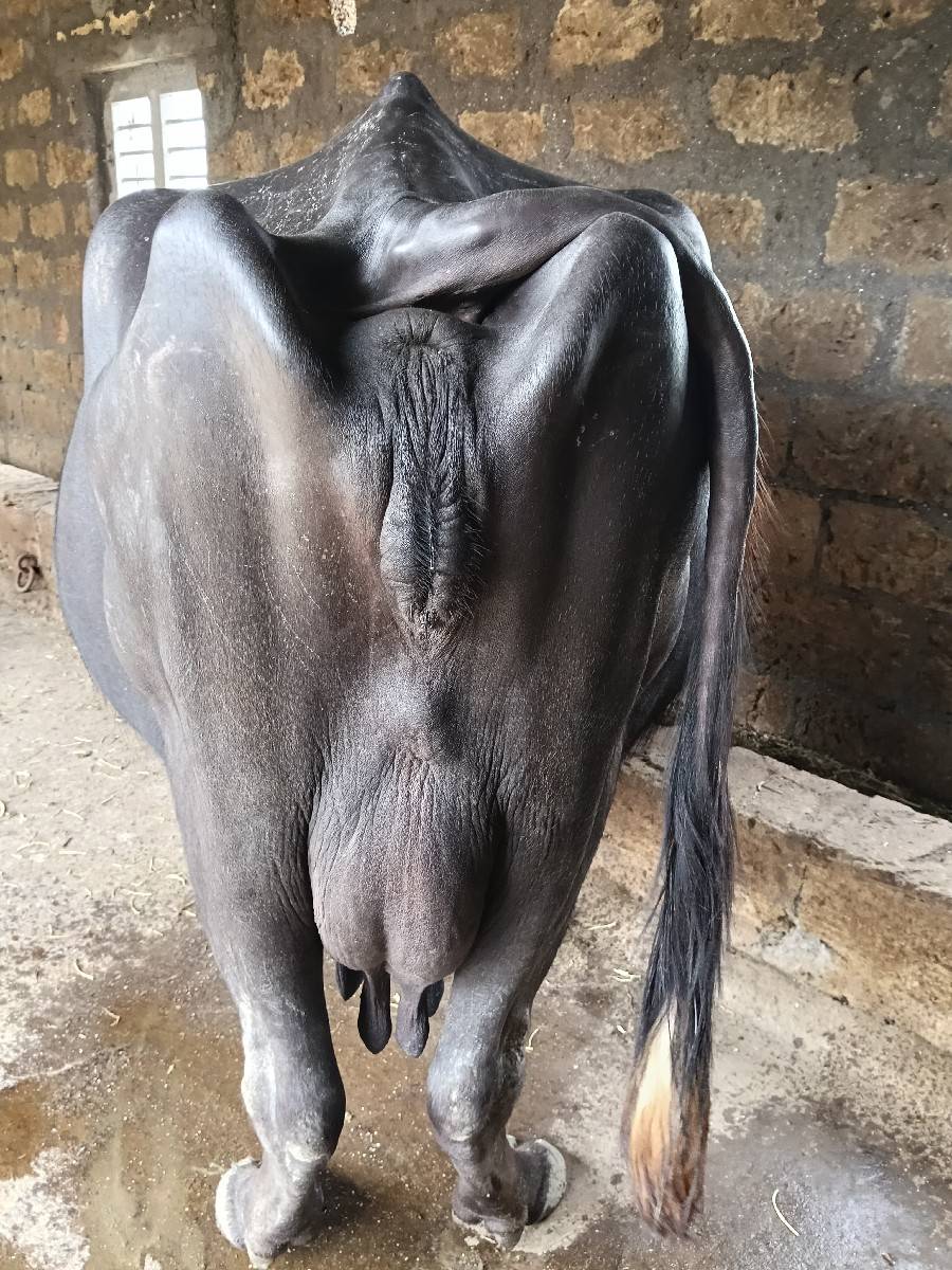 ભેંસ વેચવાની છે
