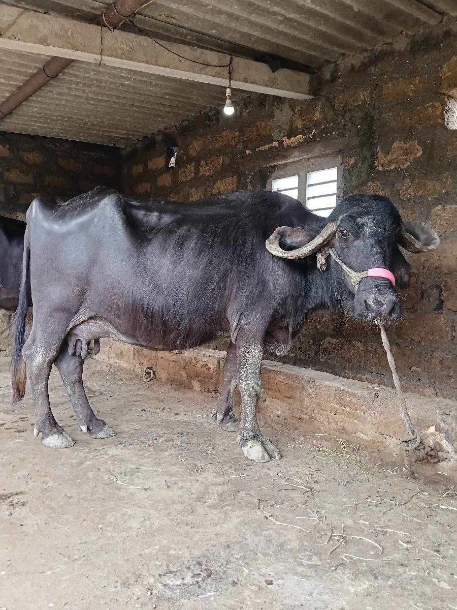 ભેંસ વેચવાની છે