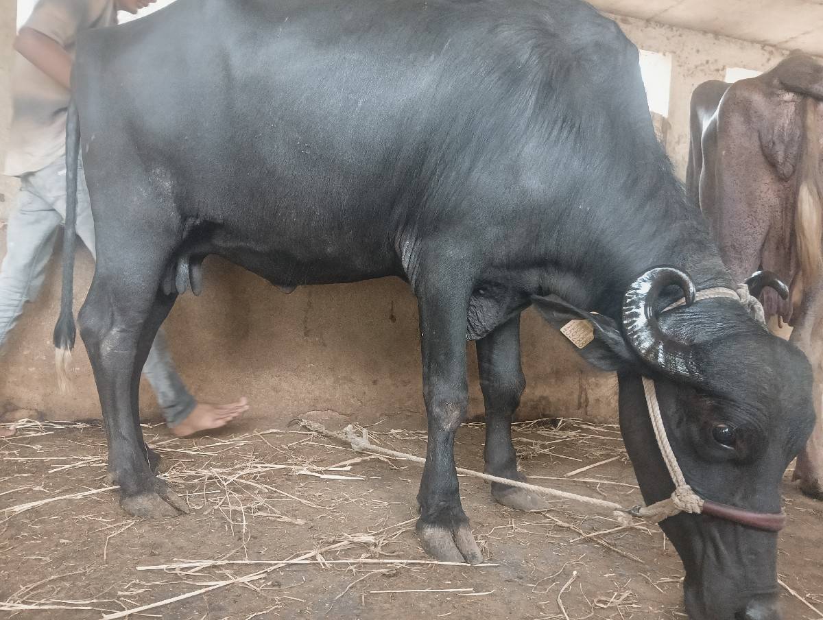 ભેંસ વેચવાની છે