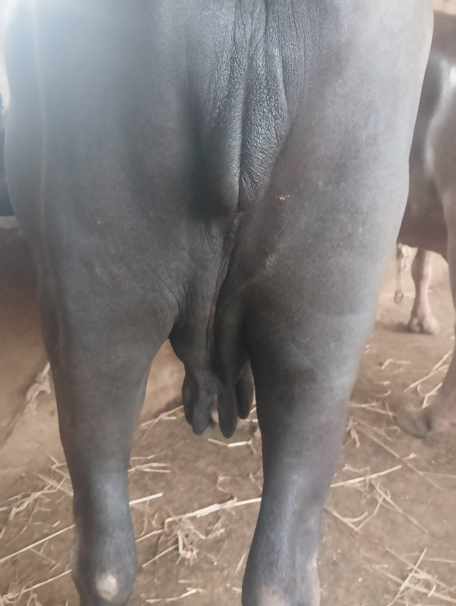 ભેંસ વેચવાની છે