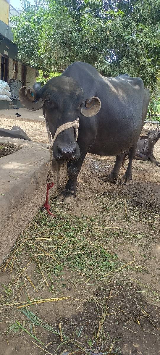 ભેંસ વેચવાની છે