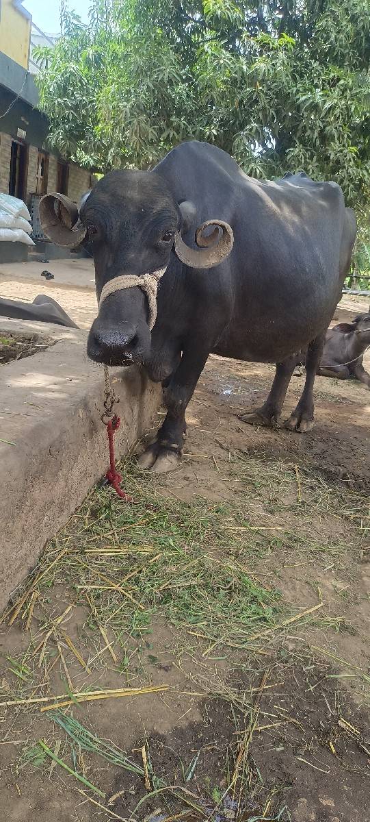ભેંસ વેચવાની છે